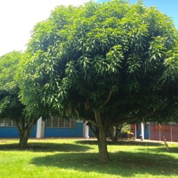 Espace manguiers du Lycée Archipel Guadeloupe - Le Gosier