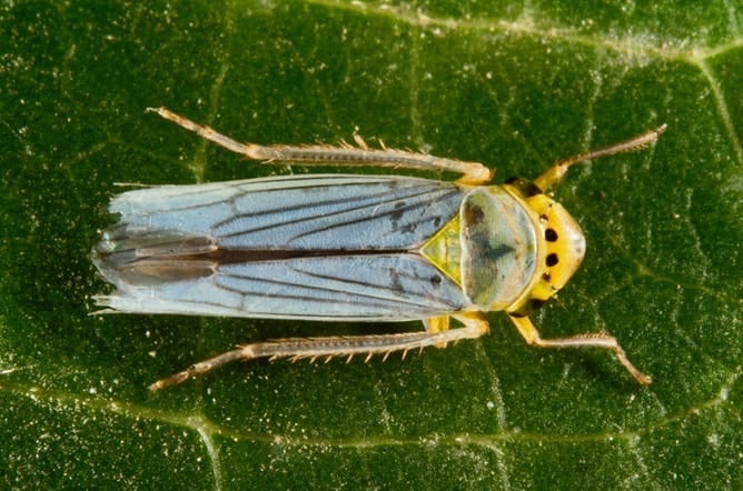 Cicadella viridis (Var, 2013) RG