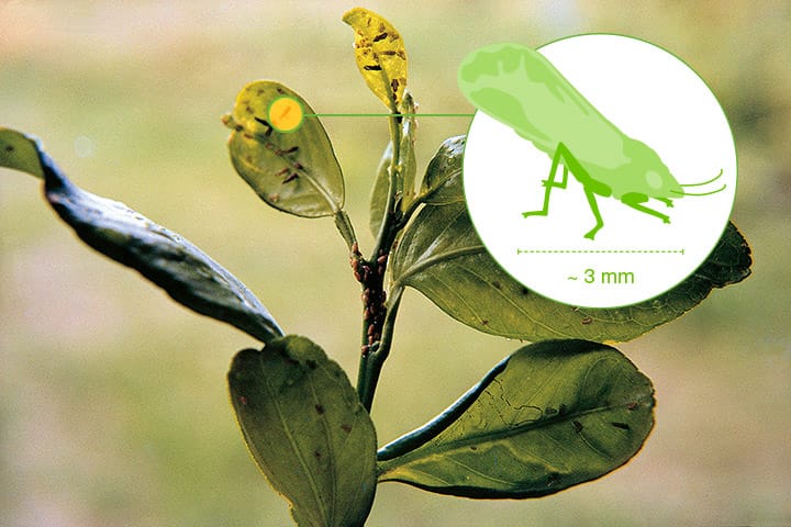 photo des méfaits du Citrus Greening sur un agrume - crédit photographique Bayer