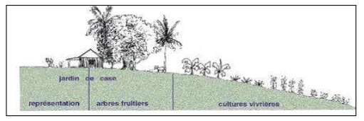 croquis d’un jardin créole - photo document Académie Guadeloupe (https://pedagogie.ac-guadeloupe.fr/files/File/hist_geo/geo_ressources_jardin_creole_pdf_48f78c8e1b.pdf)