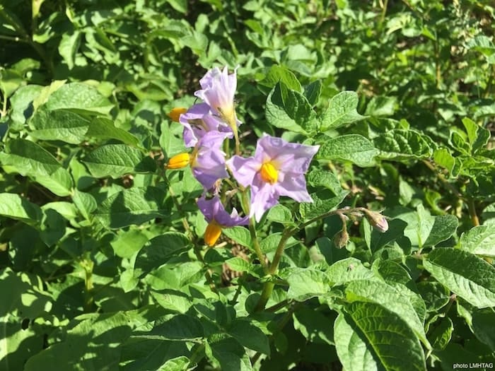 plant de pomme de terre en fleurs