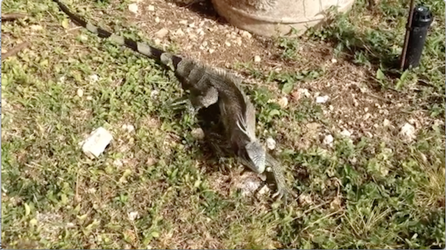 photo de l'iguane du Jardin des Saveurs