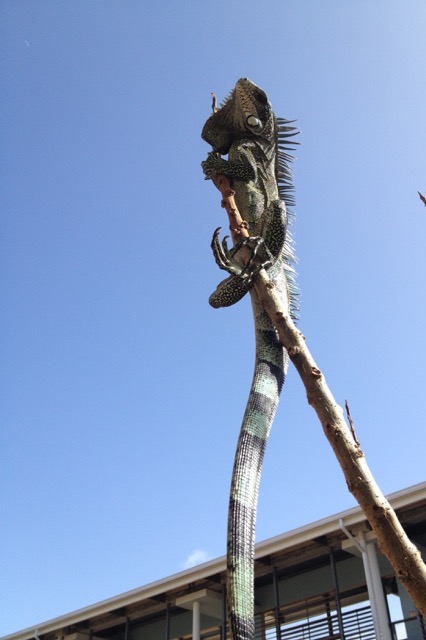 iguane perché sur une branche