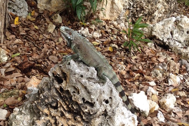 iguane de Guadeloupe