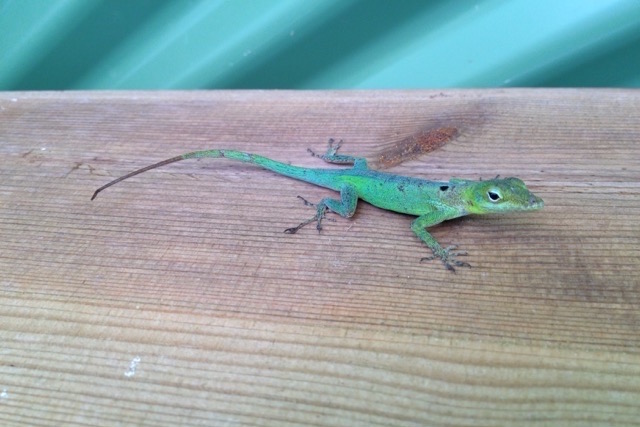 lézard