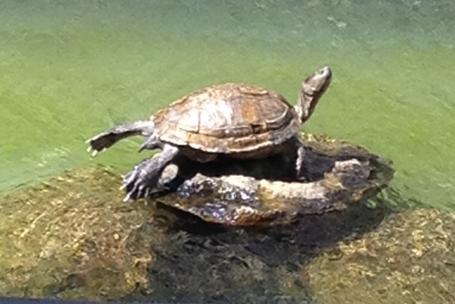 tortue prenant son bain de soleil au jardin des saveurs