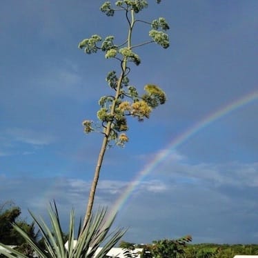 photo de Agave 