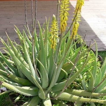 photo de Aloe vera