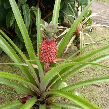 photo de Ananas