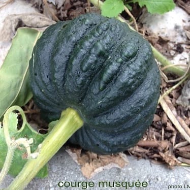 photo de Courge