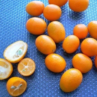 photo de Kumquat