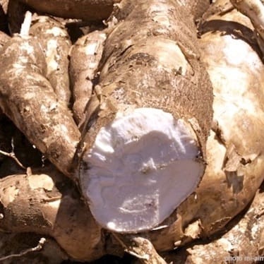 photo de Manioc 