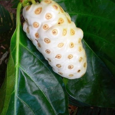 photo de Morinda / noni