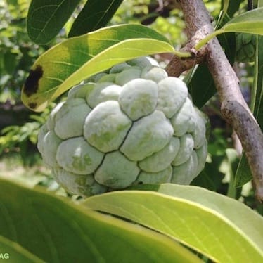 photo de Pomme cannelle