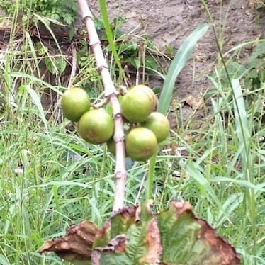 photo de Tamarinier de l'Inde