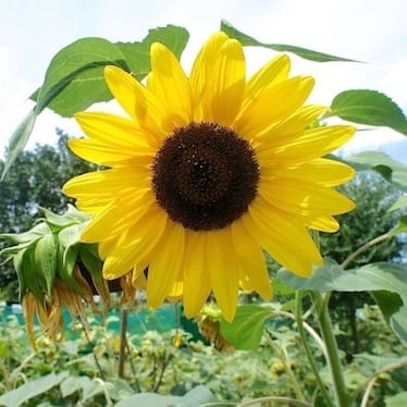 photo de Tournesol